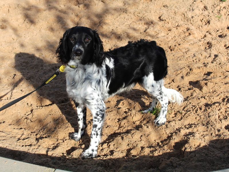 Cocker Spaniel for adoption in Evesham, Worcestershire – 1 year old - Image 3 of 4