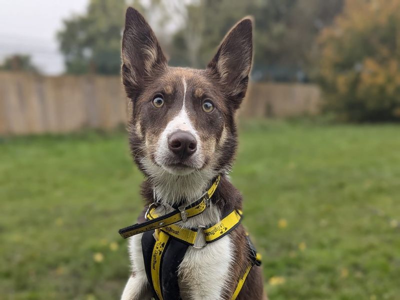 Border Collie for adoption in Telford, Shropshire – 1 year old