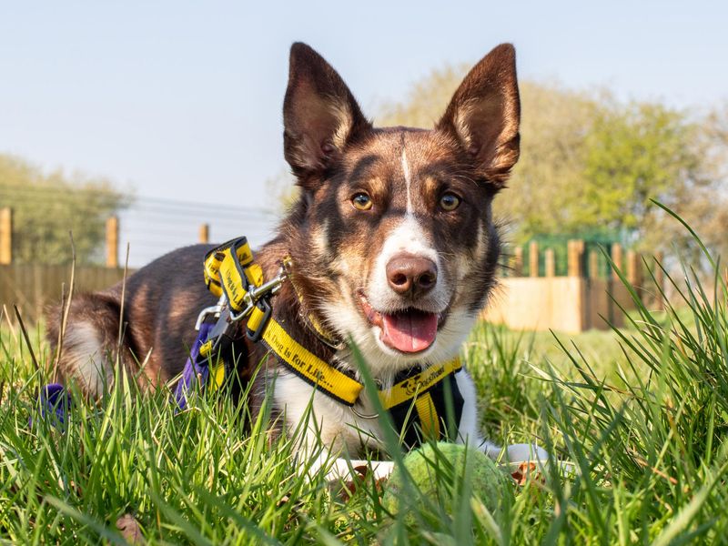Bunsen | Collie (Border) | Leeds - 1