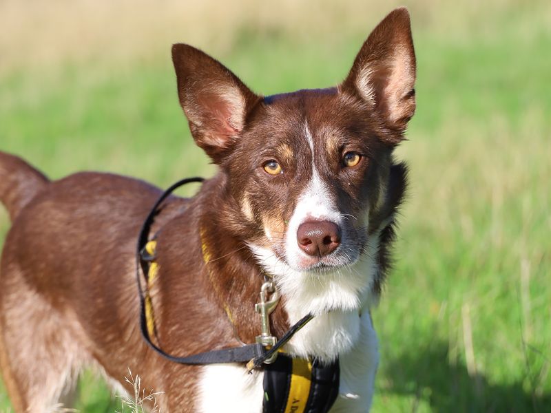 Bunsen | Collie (Border) | Leeds - 1