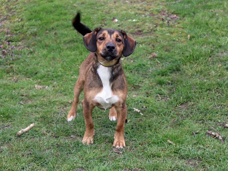 Jack Russell Terrier for adoption in Liverpool, Merseyside – 1 year old - Image 2 of 3