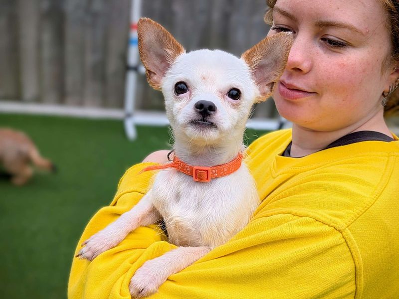 Chihuahua for adoption in Cardiff, Glamorgan – 3 years old - Image 3 of 3