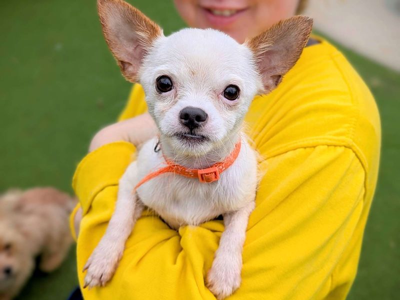 Chihuahua for adoption in Cardiff, Glamorgan – 3 years old - Image 1 of 3