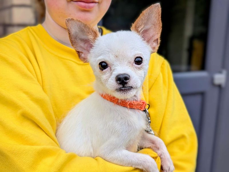 Chihuahua for adoption in Cardiff, Glamorgan – 3 years old - Image 2 of 3