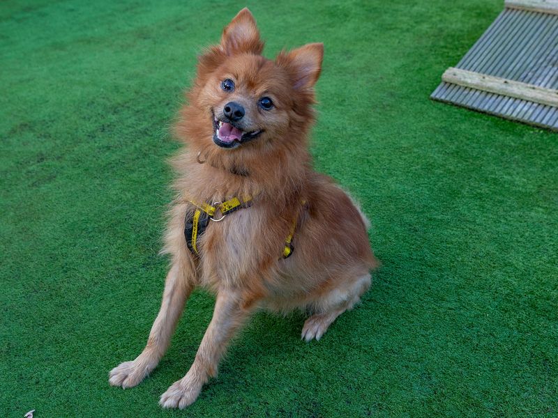 Pomeranian for adoption in Wymeswold, Leicestershire – 8 years old - Image 2 of 3