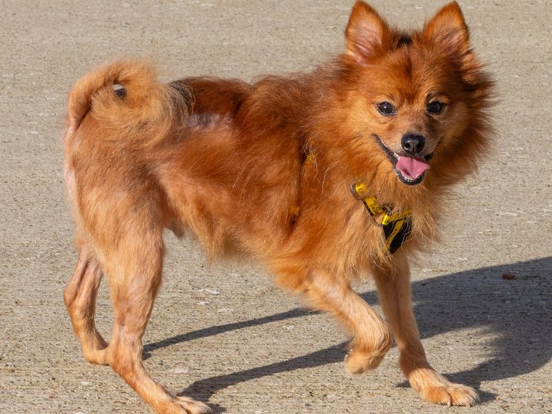Pomeranian for adoption in Wymeswold, Leicestershire – 8 years old - Image 1 of 3