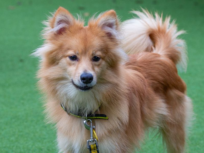 Pomeranian for adoption in Wymeswold, Leicestershire – 2 years old - Image 1 of 3