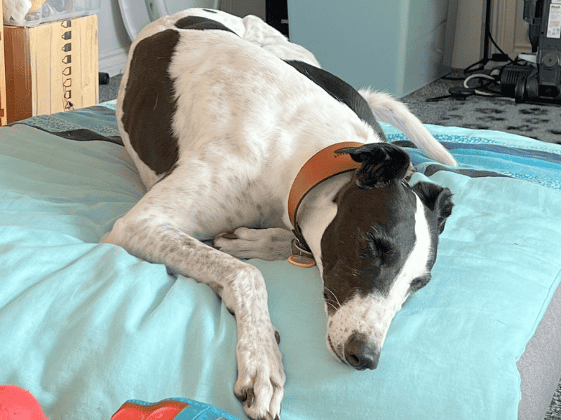 Greyhound for adoption in , – 4 years old - Image 5 of 9