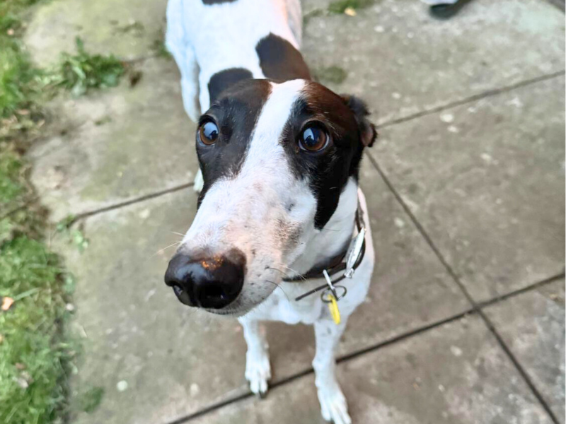 Greyhound for adoption in , – 4 years old - Image 4 of 9