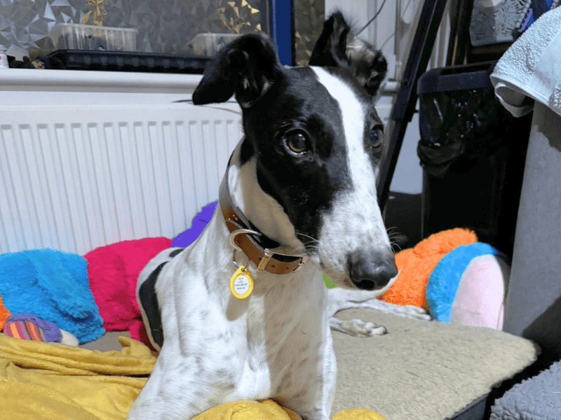 Greyhound for adoption in , – 4 years old - Image 1 of 9