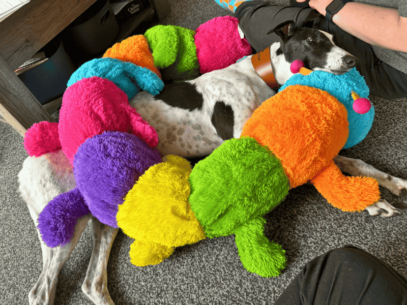 Greyhound for adoption in , – 4 years old - Image 7 of 9