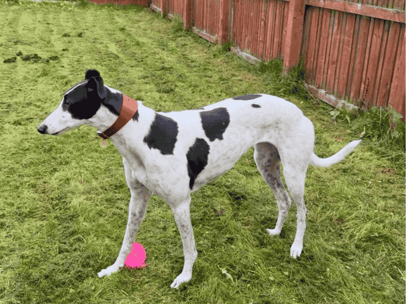 Greyhound for adoption in , – 4 years old - Image 6 of 9