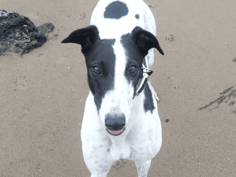 Greyhound for adoption in , – 4 years old - Image 3 of 9