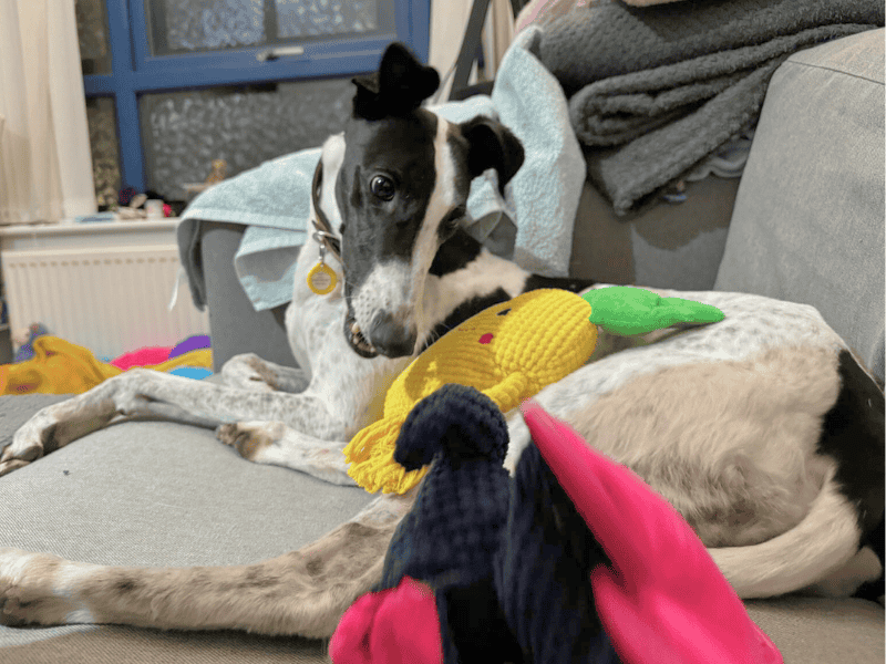 Greyhound for adoption in , – 4 years old - Image 9 of 9