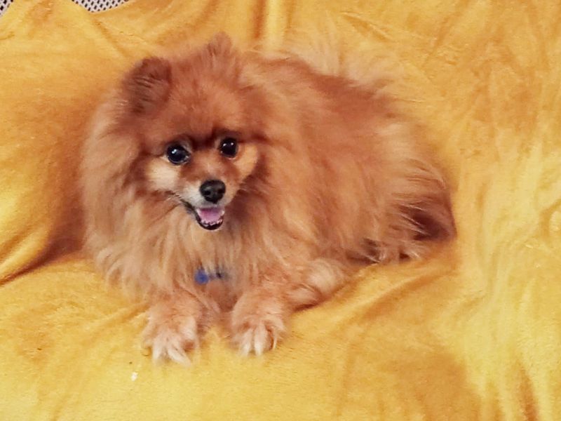 Pomeranian for adoption in Leeds, West Yorkshire – 12 years old - Image 2 of 2