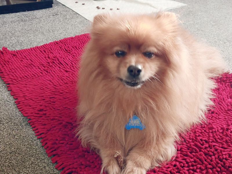 Pomeranian for adoption in Leeds, West Yorkshire – 12 years old - Image 1 of 2
