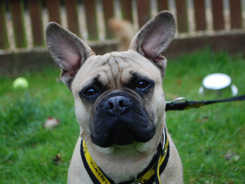 Pug for adoption in Newbury, Berks – 1 year old - Image 1 of 4