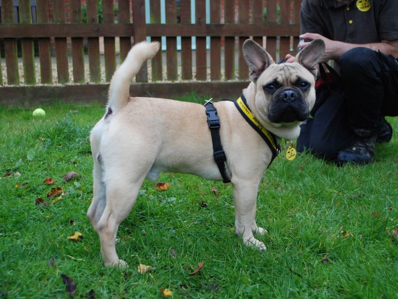 Pug for adoption in Newbury, Berks – 1 year old - Image 4 of 4