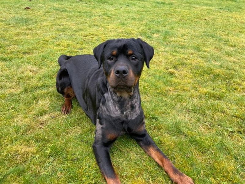 Asha for sale in Newbury, Berks | Image 3