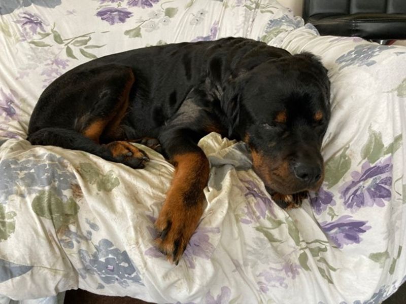 Asha for sale in Newbury, Berks | Image 2