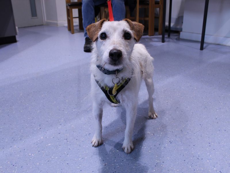 Ethel, a 8 years old female Jack Russell Terrier available for adoption from Dogs Trust in Newbury, Berkshire