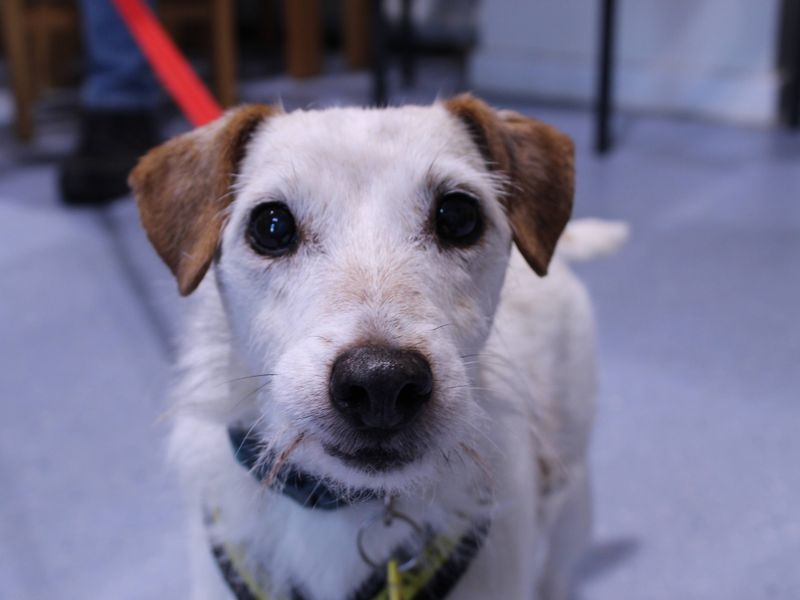 Jack Russell Terrier for adoption in Newbury, Berkshire – 8 years old - Image 2 of 5