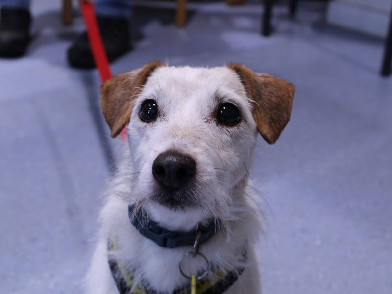 Jack Russell Terrier for adoption in Newbury, Berkshire – 8 years old - Image 3 of 5