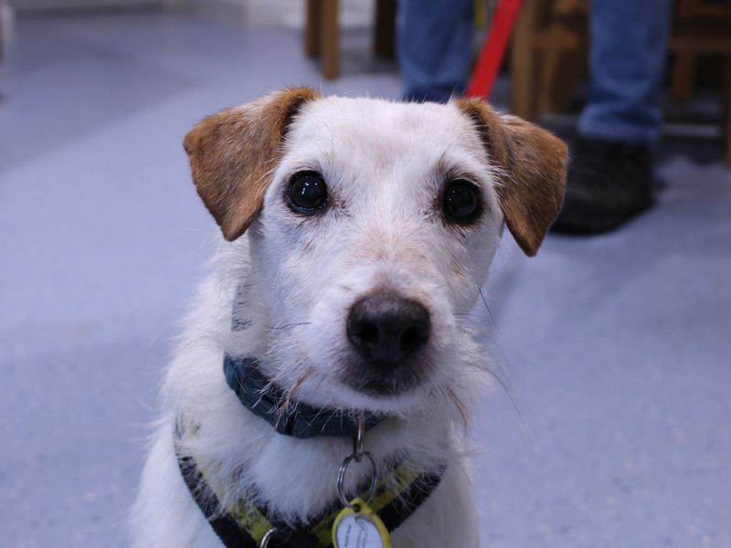 Jack Russell Terrier for adoption in Newbury, Berkshire – 8 years old - Image 4 of 5