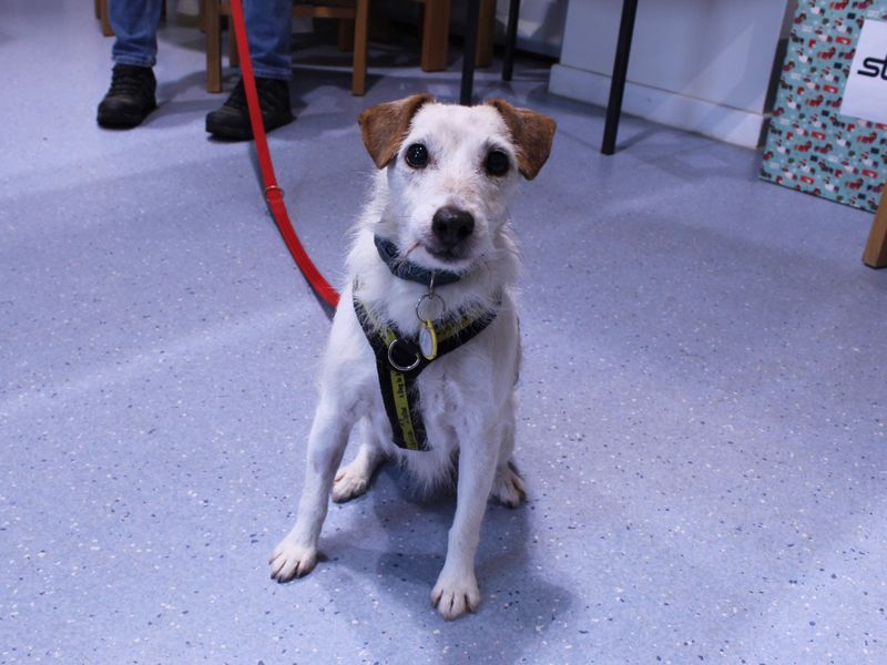 Jack Russell Terrier for adoption in Newbury, Berkshire – 8 years old - Image 5 of 5