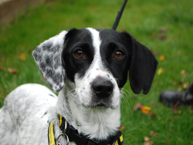 Jack Russell Terrier for adoption in Newbury, Berks – 4 years old - Image 4 of 4