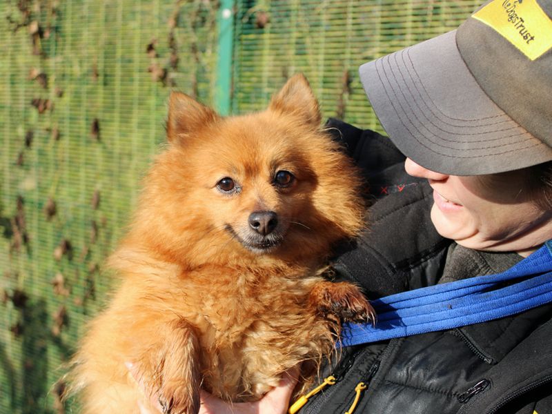 Pomeranian for adoption in Liverpool, Merseyside – 6 years old - Image 3 of 3