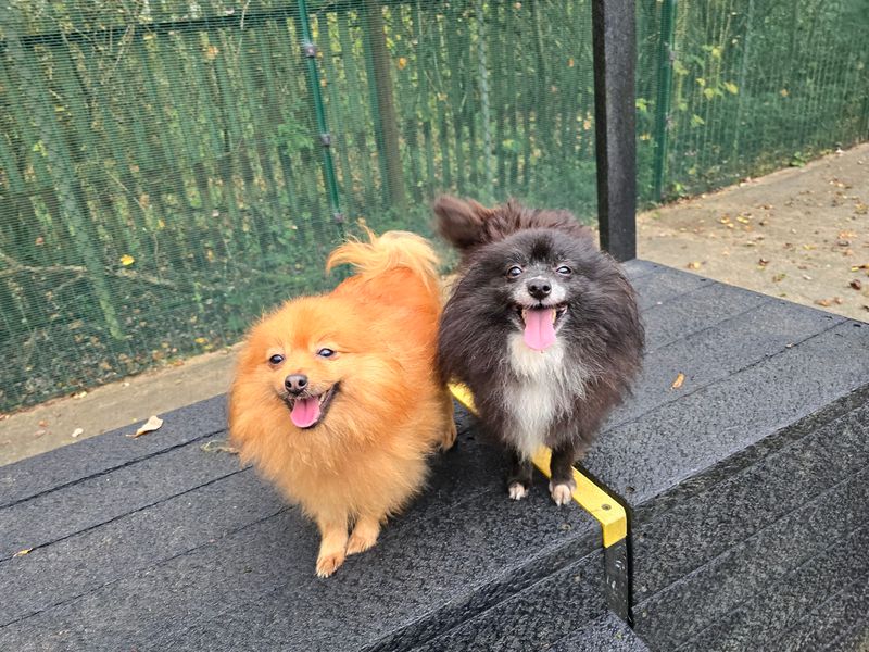 Pomeranian for adoption in Liverpool, Merseyside – 6 years old - Image 3 of 3