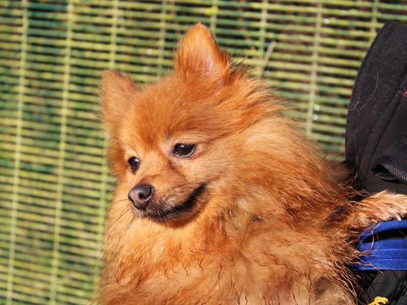 Pomeranian for adoption in Liverpool, Merseyside – 6 years old - Image 2 of 3