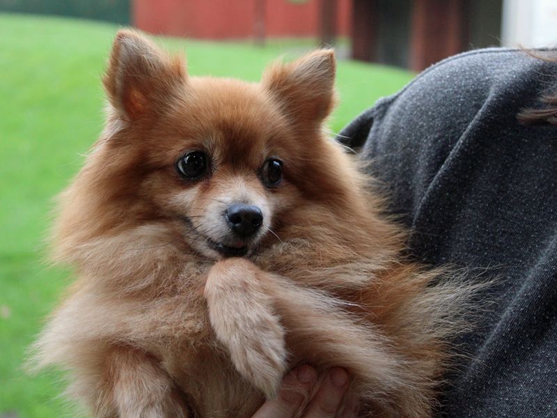 Pomeranian for adoption in Liverpool, Merseyside – 8 years old - Image 3 of 3