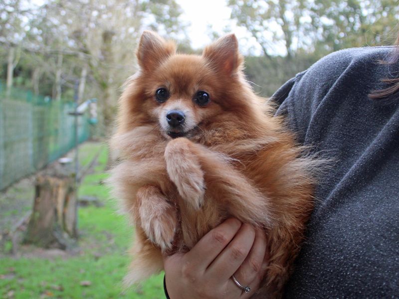 Pomeranian for adoption in Liverpool, Merseyside – 8 years old - Image 2 of 3