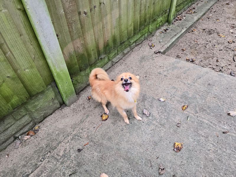 Pomeranian for adoption in Liverpool, Merseyside – 5 years old - Image 2 of 2