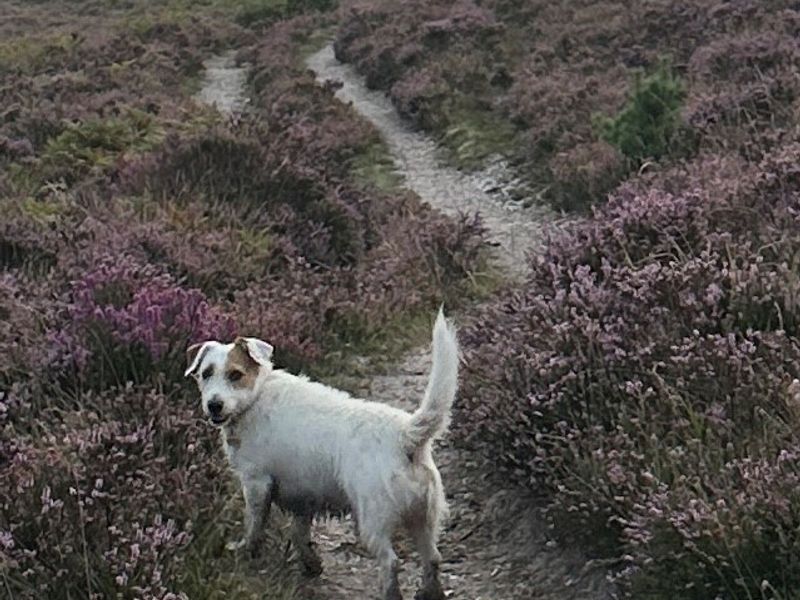 Jack Russell Terrier for adoption in Newton Tony, Wiltshire – 6 years old - Image 2 of 2