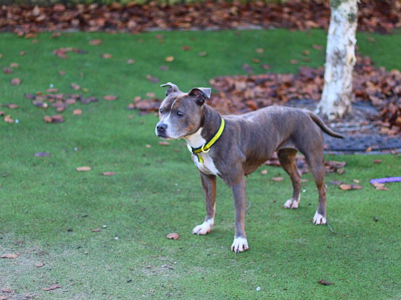 Blue for sale in Manchester, Greater Manchester - Image 3