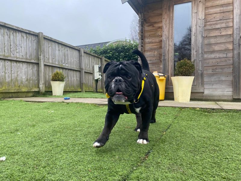 Reggie for sale in West Calder, West Lothian