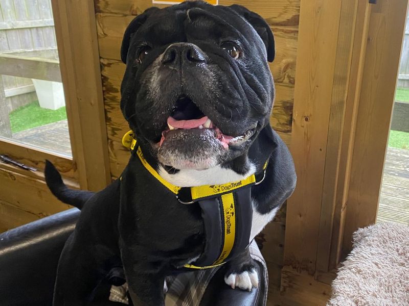 English Bulldog for adoption in West Calder, West Lothian – 5 years old - Image 2 of 2