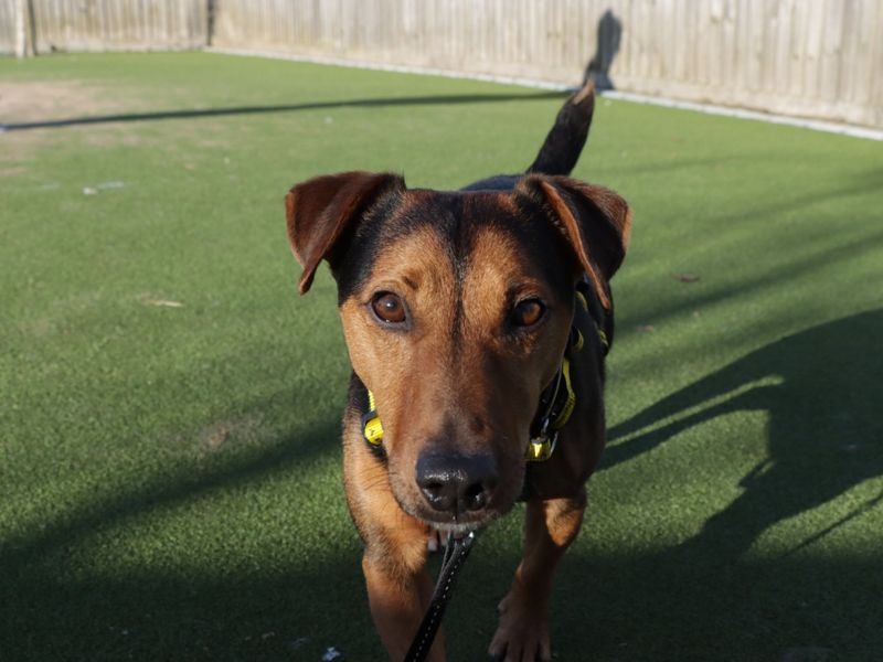 Rolo | Terrier (Lakeland) Cross | Evesham (Worcestershire) - 1