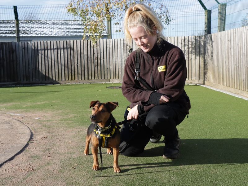 Rolo | Terrier (Lakeland) Cross | Evesham (Worcestershire) - 2