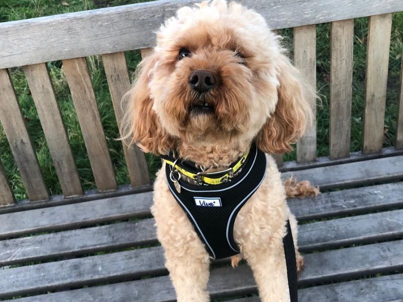 Poodle for adoption in Newbury, Berks – 9 years old - Image 1 of 1