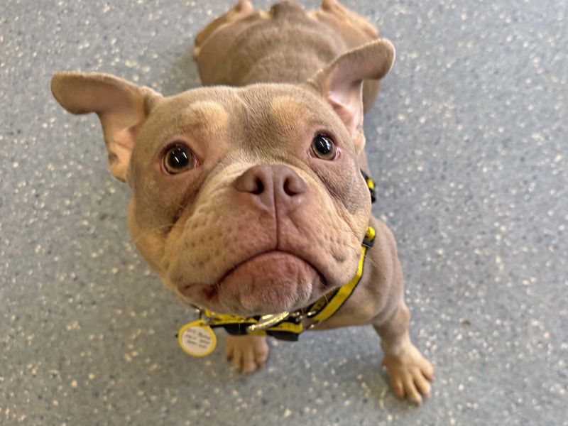 Tiny | American Bully Pocket | Basildon (Essex) - 1