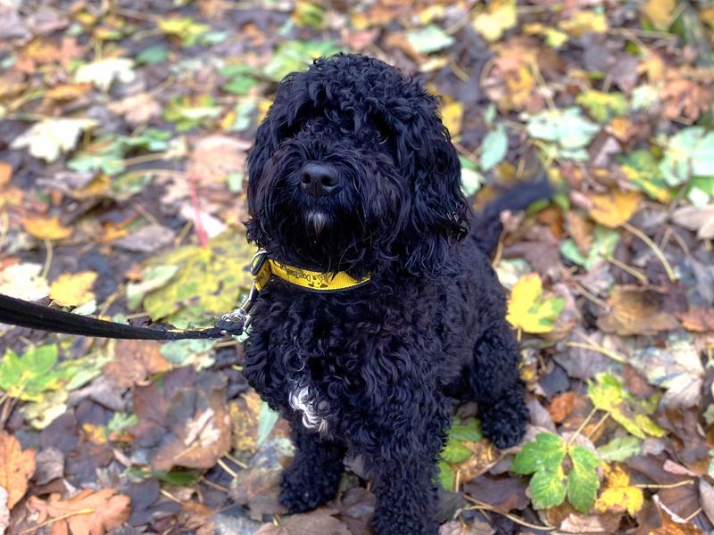 Poodle for adoption in Ballymena, Co Antrim – 3 years old - Image 1 of 2
