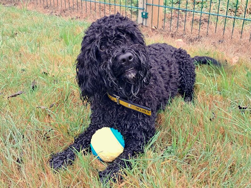Poodle for adoption in Ballymena, Co Antrim – 3 years old - Image 2 of 2