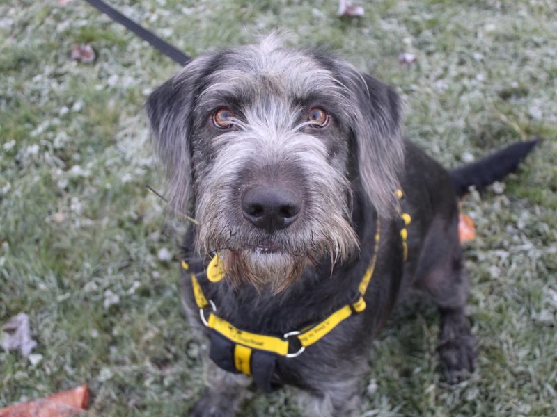 Buster - Image 2 of 2