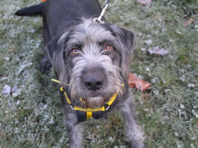 Buster for sale in Glasgow, Scotland