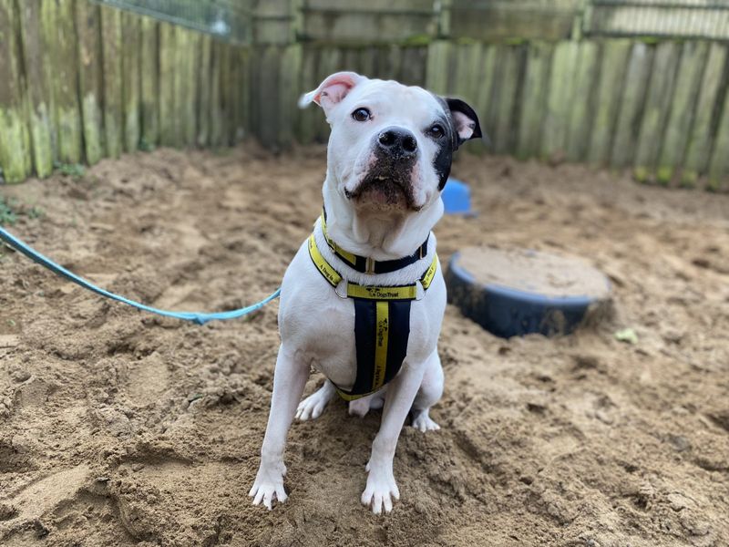 American Bulldog for adoption in Ilfracombe, Devon – 7 years old - Image 2 of 2