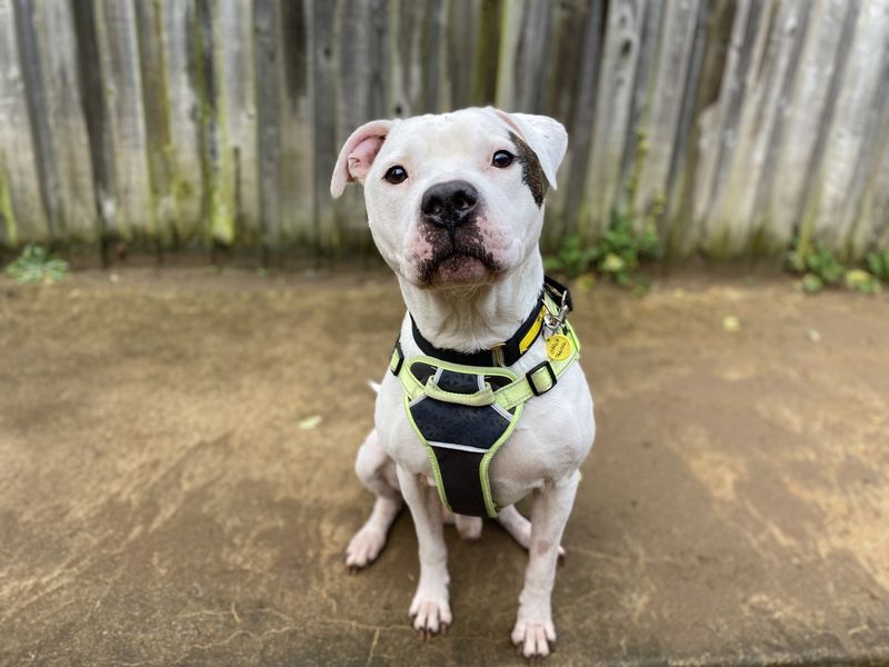 American Bulldog for adoption in Ilfracombe, North Devon – 8 years old - Image 2 of 2